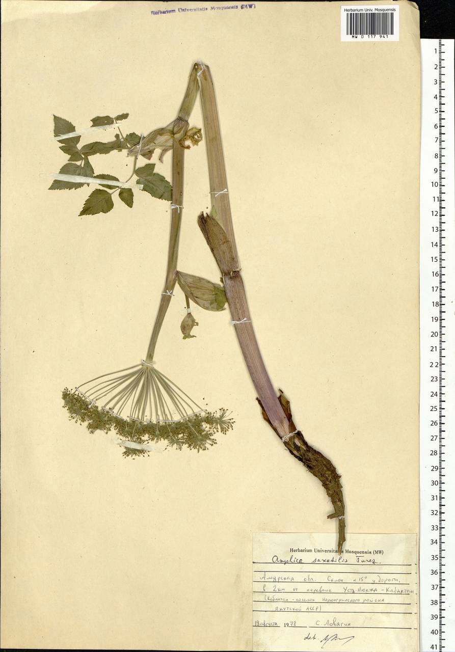 Angelica saxatilis Turcz. ex Ledeb., Siberia, Russian Far East (S6) (Russia)