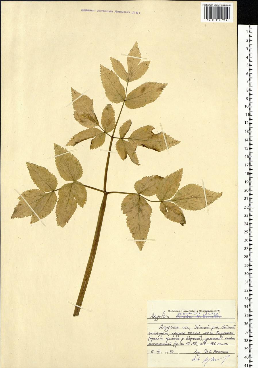 Angelica saxatilis Turcz. ex Ledeb., Siberia, Russian Far East (S6) (Russia)