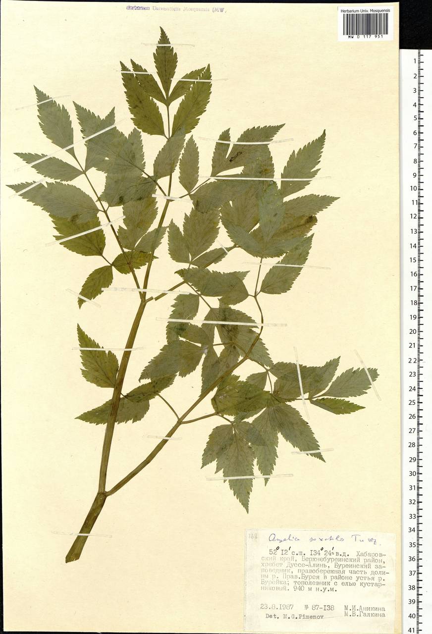 Angelica saxatilis Turcz. ex Ledeb., Siberia, Russian Far East (S6) (Russia)