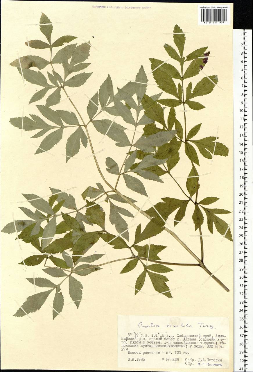 Angelica saxatilis Turcz. ex Ledeb., Siberia, Russian Far East (S6) (Russia)