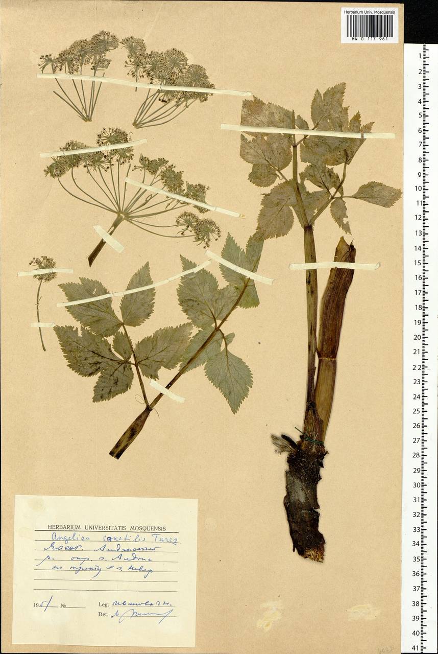 Angelica saxatilis Turcz. ex Ledeb., Siberia, Yakutia (S5) (Russia)