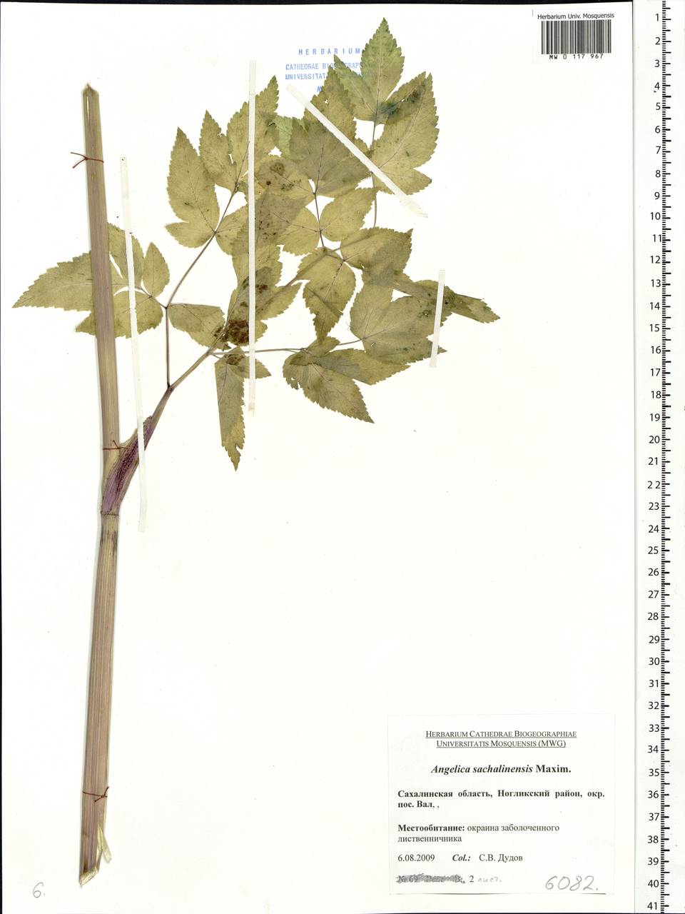 Angelica anomala subsp. sachalinensis (Maxim.) H. Ohba, Siberia, Russian Far East (S6) (Russia)