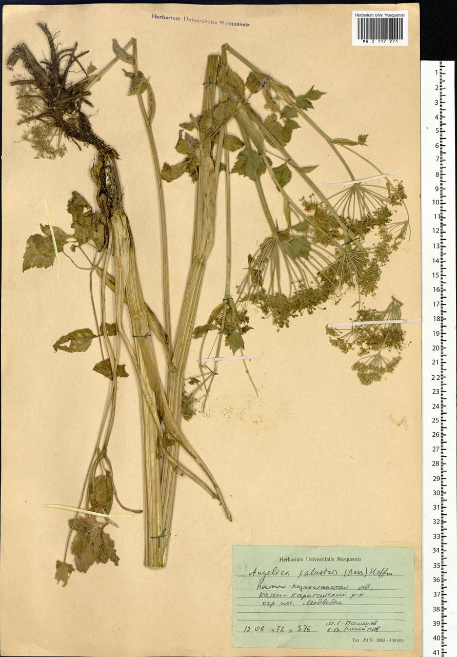 Ostericum palustre (Besser) Besser, Siberia, Western (Kazakhstan) Altai Mountains (S2a) (Kazakhstan)