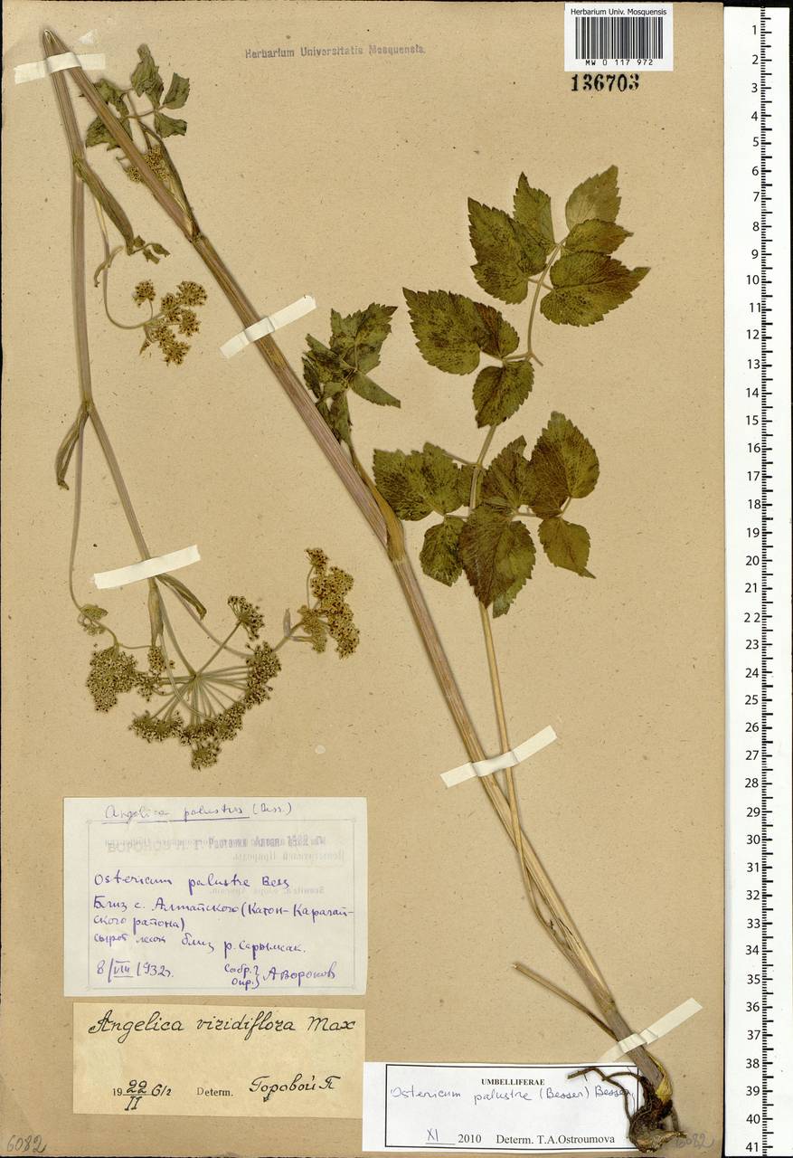 Ostericum palustre (Besser) Besser, Siberia, Western (Kazakhstan) Altai Mountains (S2a) (Kazakhstan)