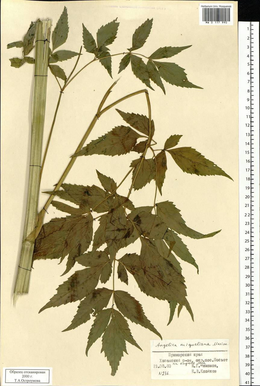 Ostericum sieboldii (Miq.) Nakai, Siberia, Russian Far East (S6) (Russia)