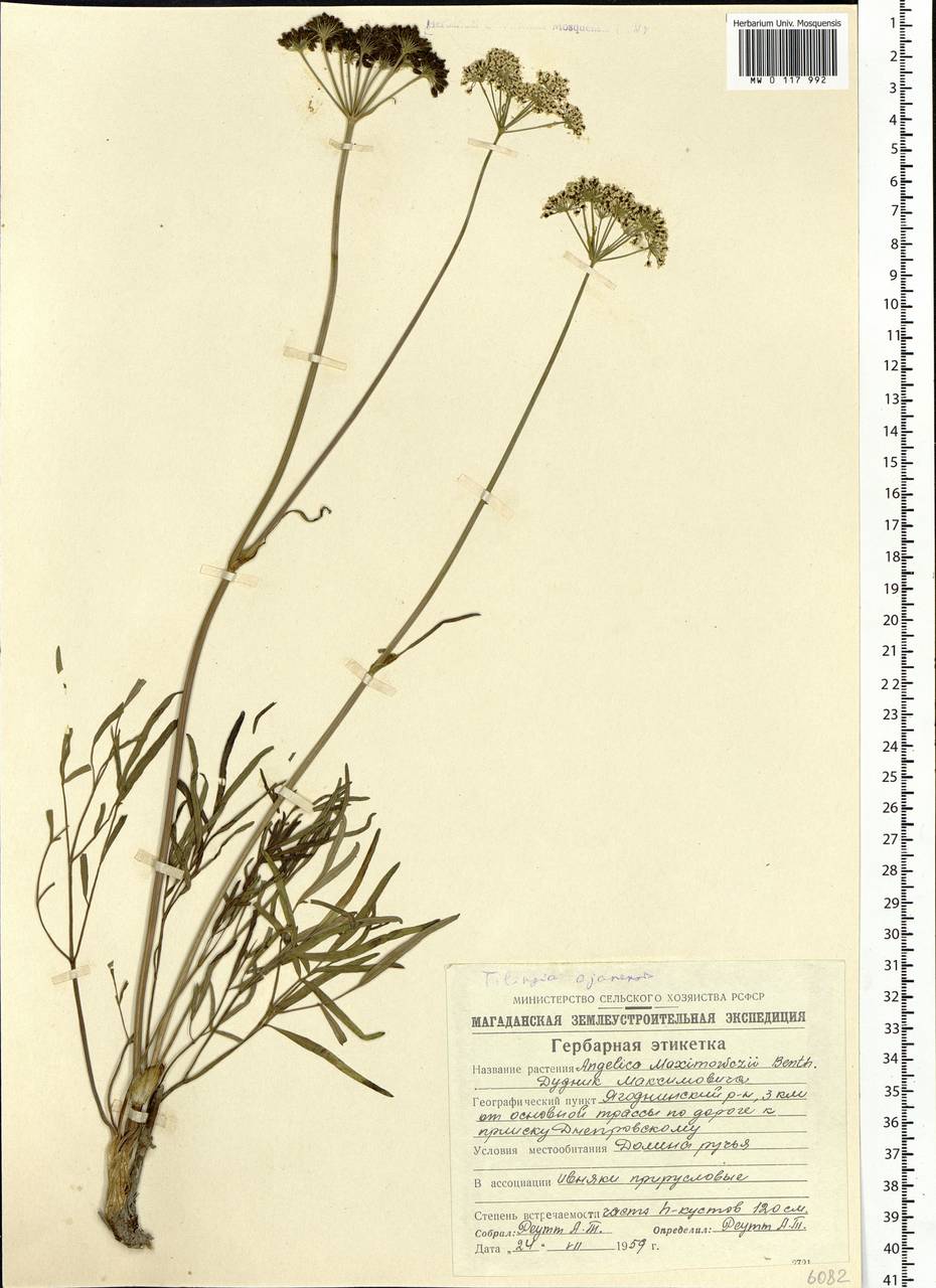 Ostericum maximowiczii (F. Schmidt) Kitag., Siberia, Chukotka & Kamchatka (S7) (Russia)