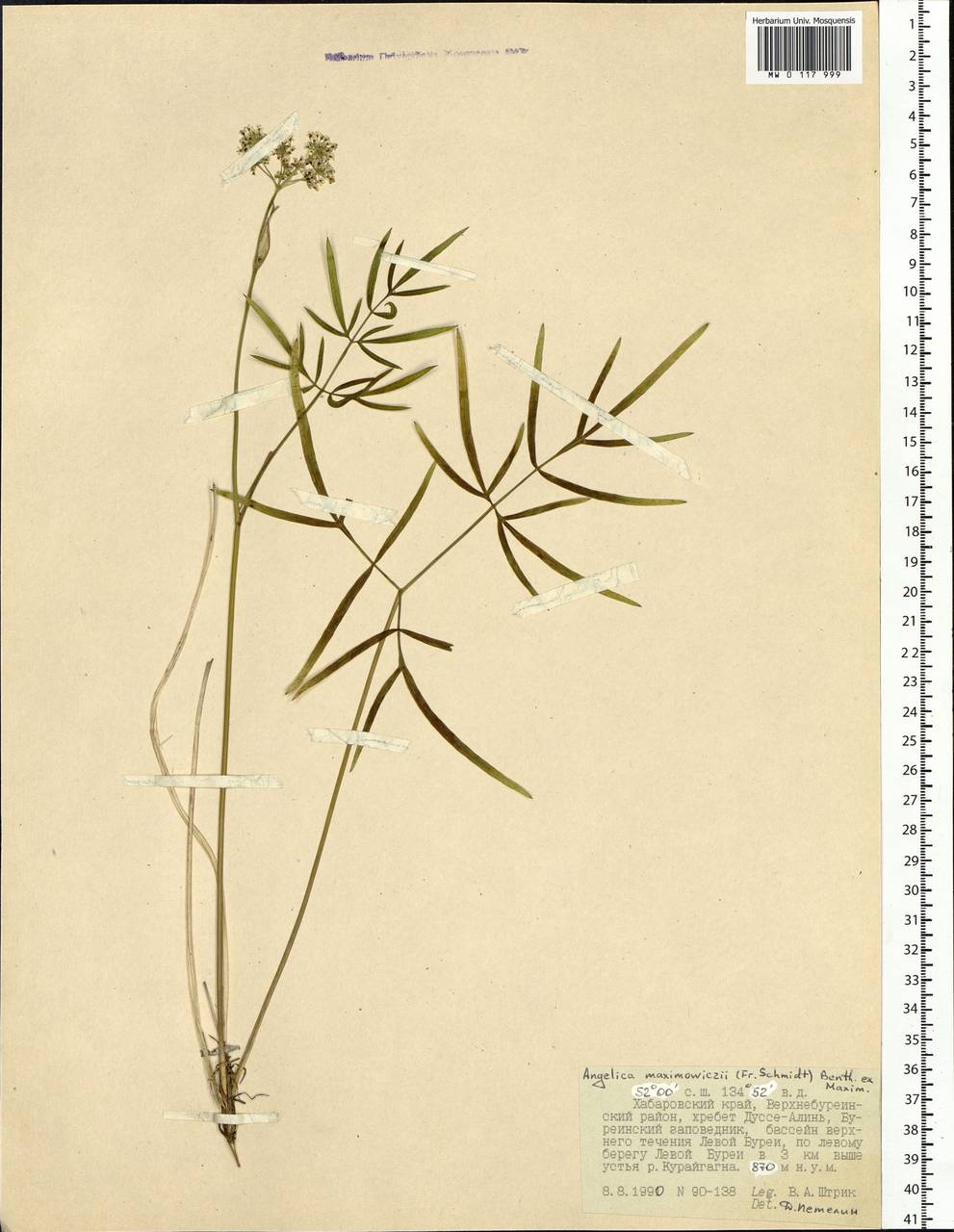 Ostericum maximowiczii (F. Schmidt) Kitag., Siberia, Russian Far East (S6) (Russia)