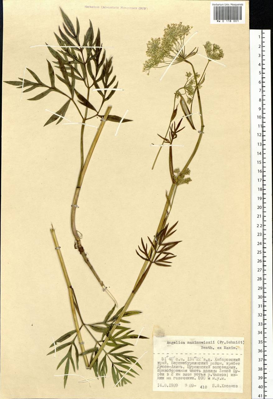 Ostericum maximowiczii (F. Schmidt) Kitag., Siberia, Russian Far East (S6) (Russia)