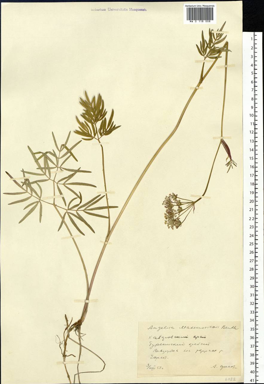 Ostericum maximowiczii (F.Schmidt) Kitag., Siberia, Russian Far East (S6) (Russia)