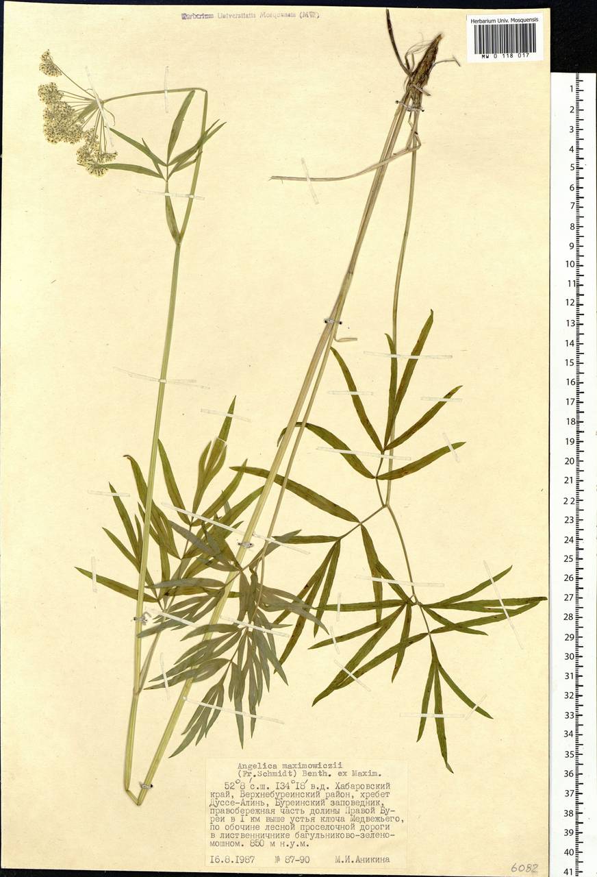 Ostericum maximowiczii (F.Schmidt) Kitag., Siberia, Russian Far East (S6) (Russia)
