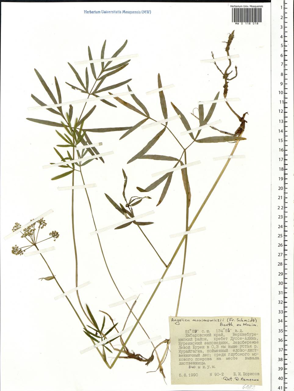 Ostericum maximowiczii (F.Schmidt) Kitag., Siberia, Russian Far East (S6) (Russia)