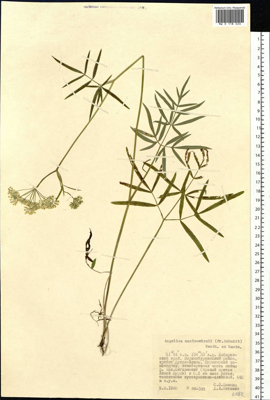 Ostericum maximowiczii (F.Schmidt) Kitag., Siberia, Russian Far East (S6) (Russia)