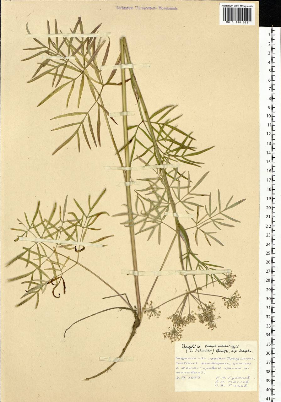 Ostericum maximowiczii (F.Schmidt) Kitag., Siberia, Russian Far East (S6) (Russia)