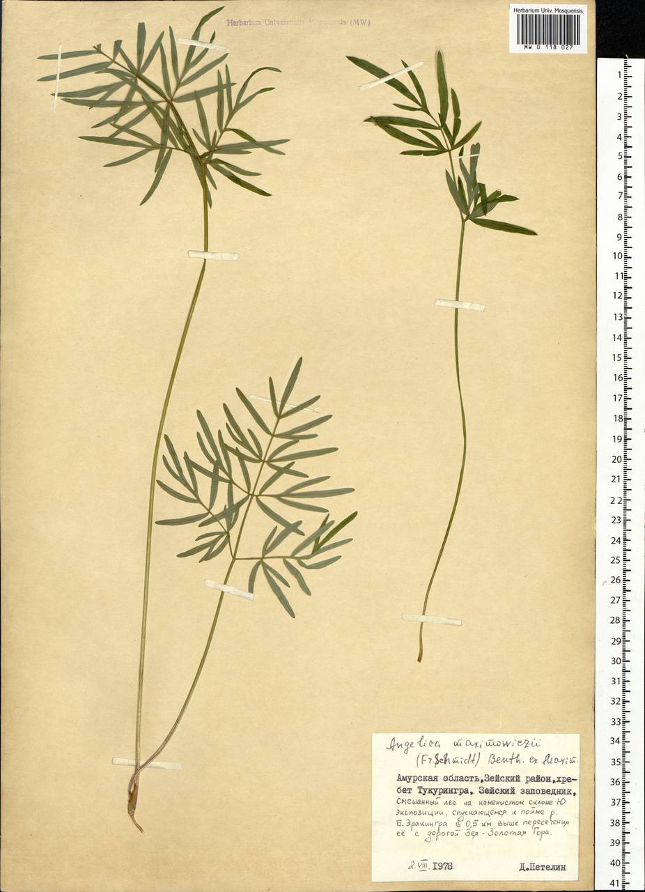 Ostericum maximowiczii (F.Schmidt) Kitag., Siberia, Russian Far East (S6) (Russia)