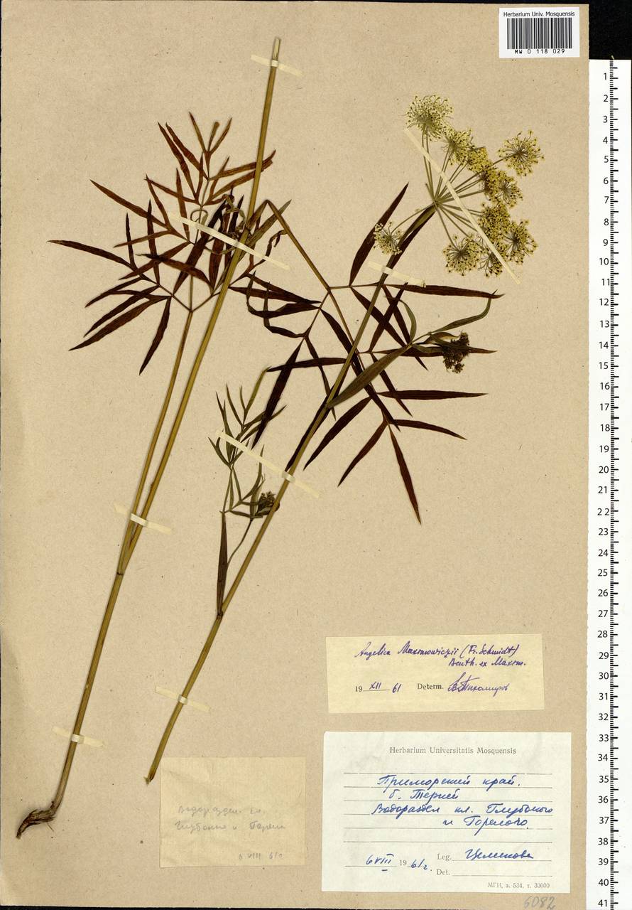 Ostericum maximowiczii (F. Schmidt) Kitag., Siberia, Russian Far East (S6) (Russia)