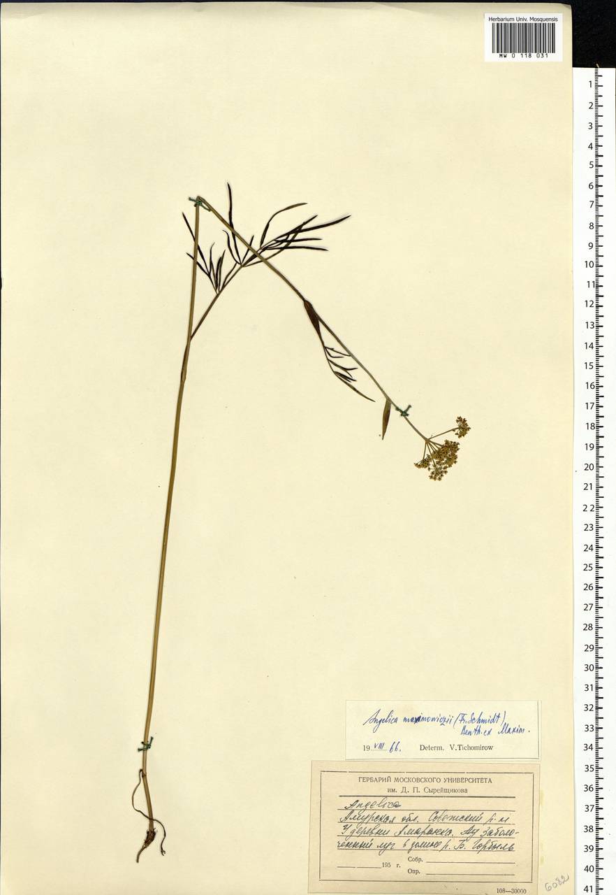Ostericum maximowiczii (F. Schmidt) Kitag., Siberia, Russian Far East (S6) (Russia)