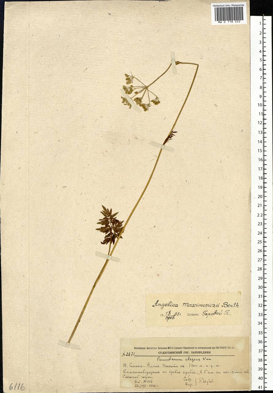 Ostericum maximowiczii (F.Schmidt) Kitag., Siberia, Russian Far East (S6) (Russia)