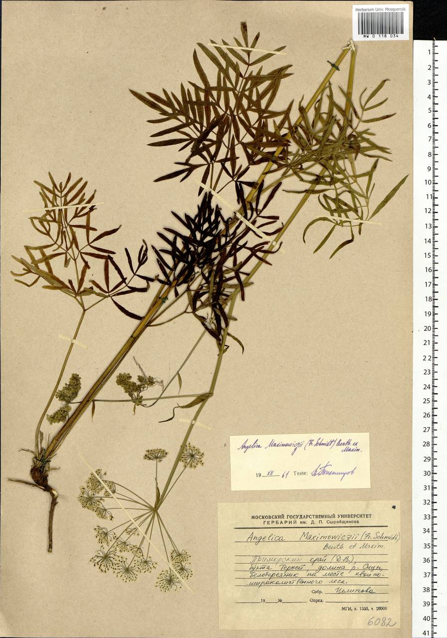Ostericum maximowiczii (F.Schmidt) Kitag., Siberia, Russian Far East (S6) (Russia)