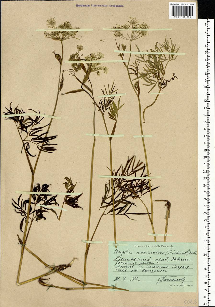 Ostericum maximowiczii (F.Schmidt) Kitag., Siberia, Russian Far East (S6) (Russia)