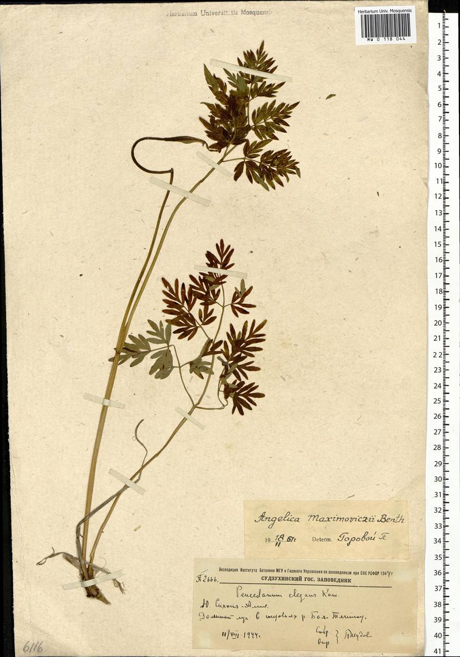 Ostericum maximowiczii (F.Schmidt) Kitag., Siberia, Russian Far East (S6) (Russia)