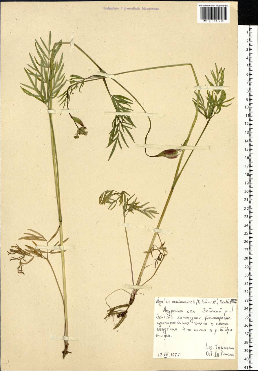 Ostericum maximowiczii (F.Schmidt) Kitag., Siberia, Russian Far East (S6) (Russia)