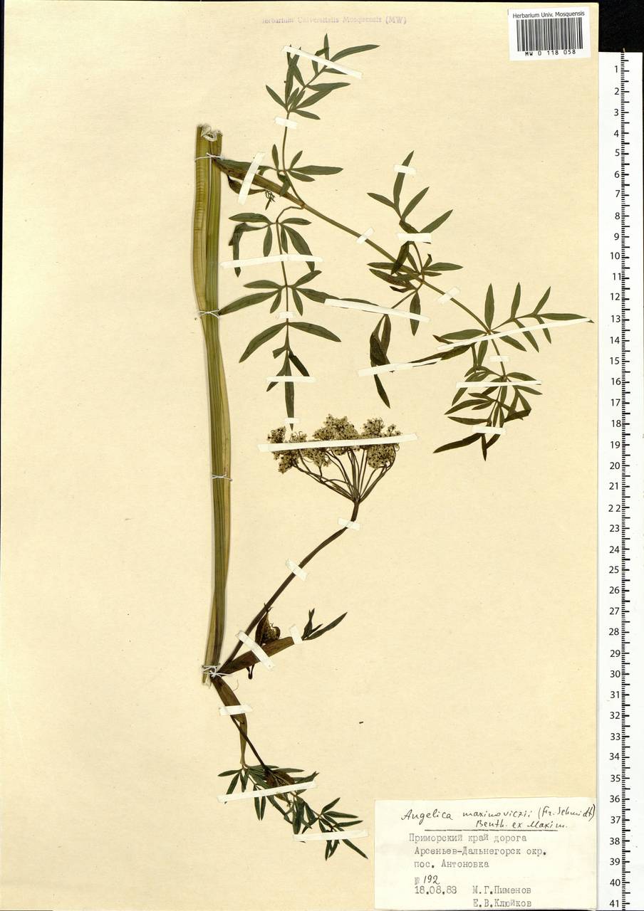 Ostericum maximowiczii (F.Schmidt) Kitag., Siberia, Russian Far East (S6) (Russia)