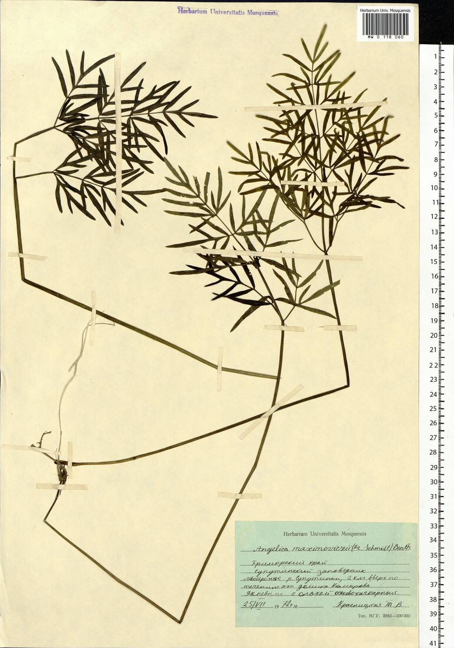 Ostericum maximowiczii (F.Schmidt) Kitag., Siberia, Russian Far East (S6) (Russia)