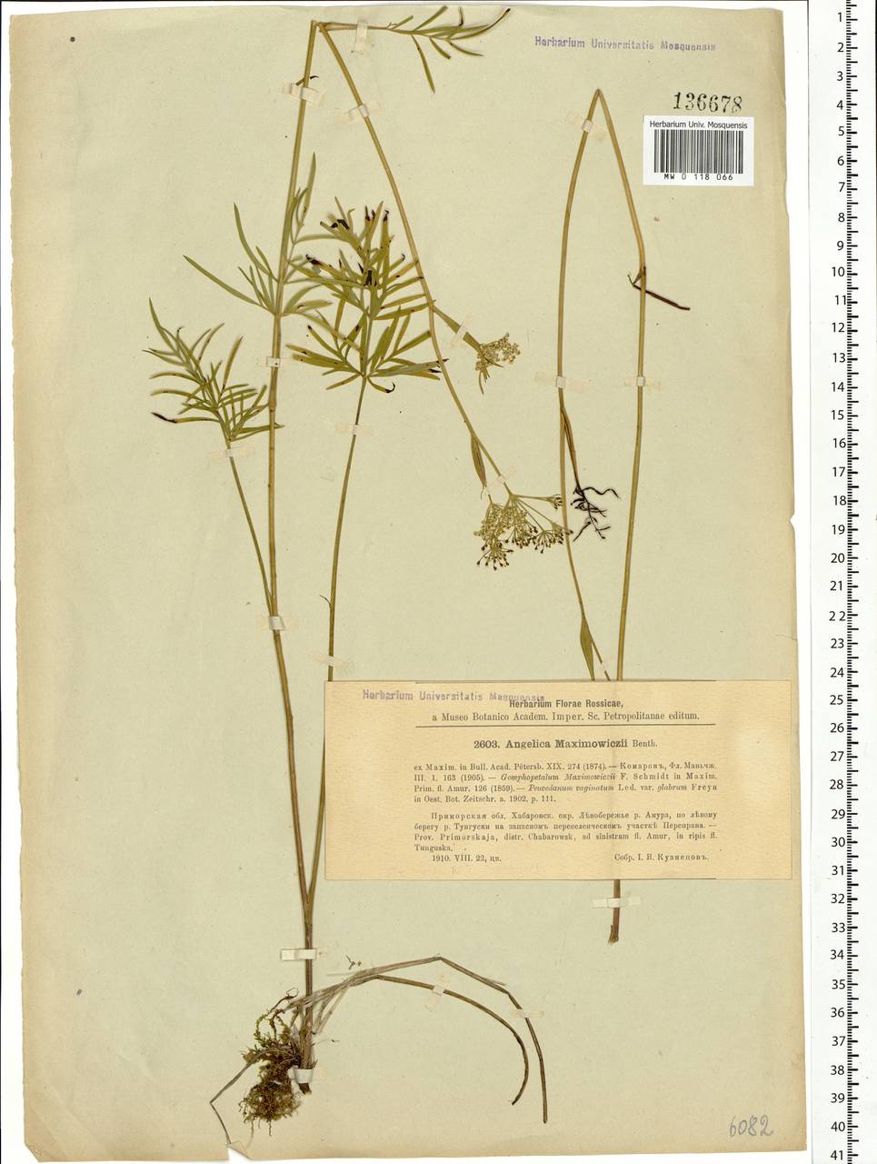 Ostericum maximowiczii (F.Schmidt) Kitag., Siberia, Russian Far East (S6) (Russia)