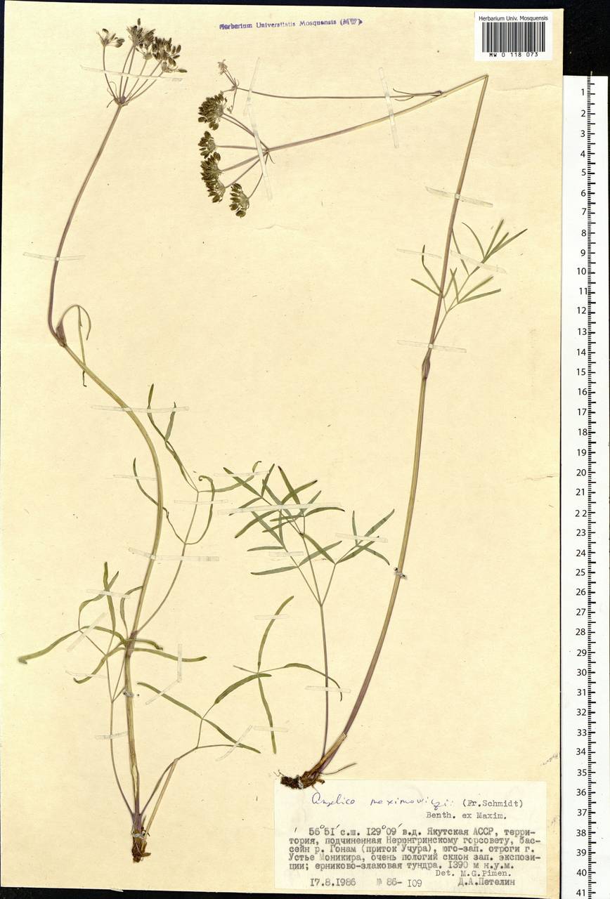 Ostericum maximowiczii (F. Schmidt) Kitag., Siberia, Yakutia (S5) (Russia)