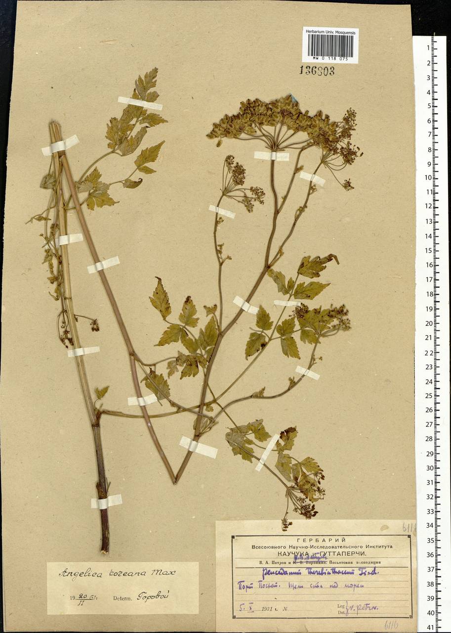 Ostericum grosseserratum (Maxim.) Kitag., Siberia, Russian Far East (S6) (Russia)