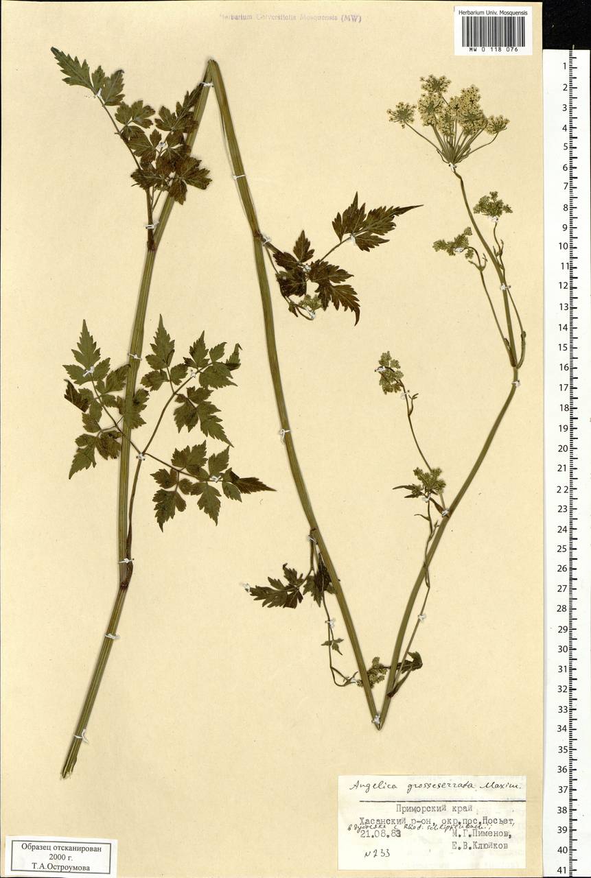 Ostericum grosseserratum (Maxim.) Kitag., Siberia, Russian Far East (S6) (Russia)