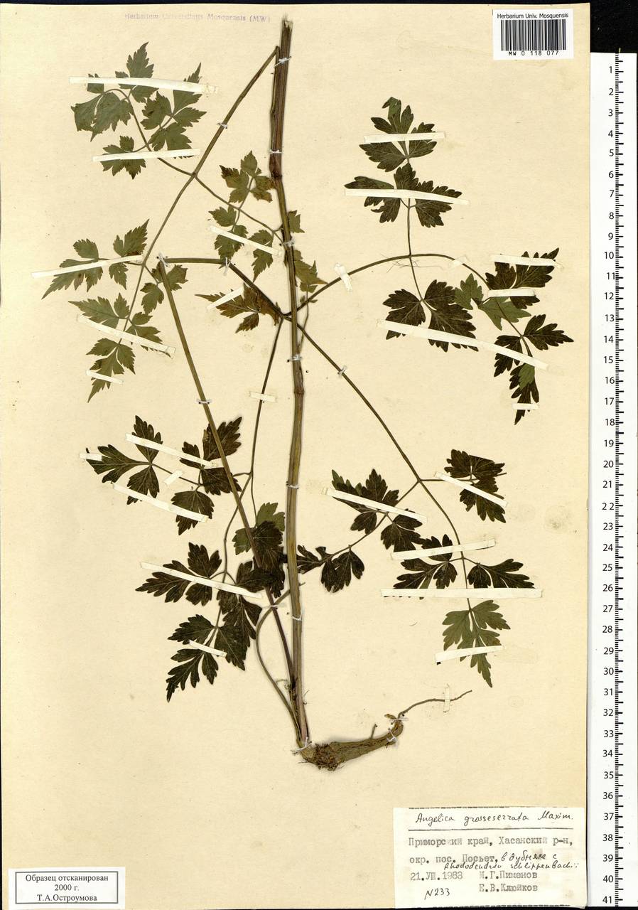 Ostericum grosseserratum (Maxim.) Kitag., Siberia, Russian Far East (S6) (Russia)