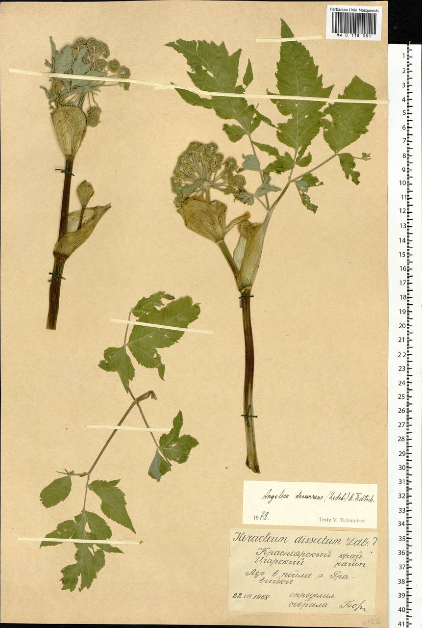 Angelica gmelinii (DC.) Pimenov, Siberia, Central Siberia (S3) (Russia)