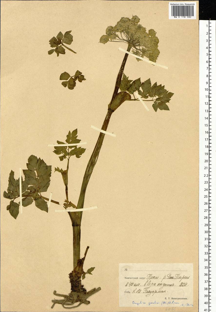 Angelica gmelinii (DC.) Pimenov, Siberia, Chukotka & Kamchatka (S7) (Russia)