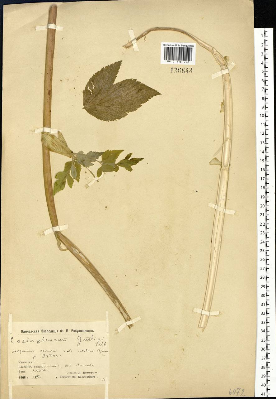 Angelica gmelinii (DC.) Pimenov, Siberia, Chukotka & Kamchatka (S7) (Russia)
