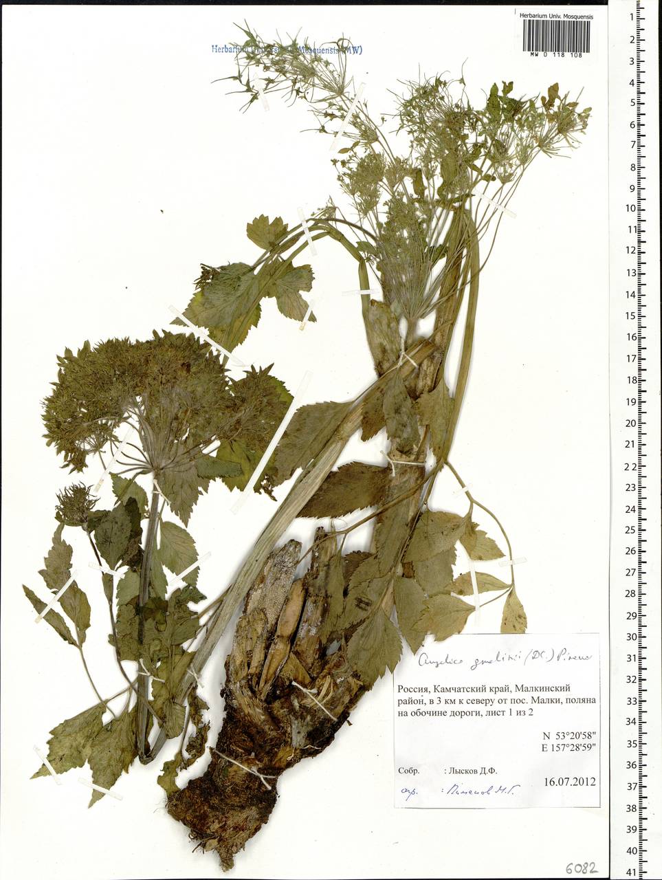 Angelica gmelinii (DC.) Pimenov, Siberia, Chukotka & Kamchatka (S7) (Russia)