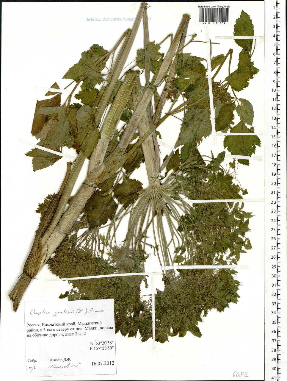 Angelica gmelinii (DC.) Pimenov, Siberia, Chukotka & Kamchatka (S7) (Russia)