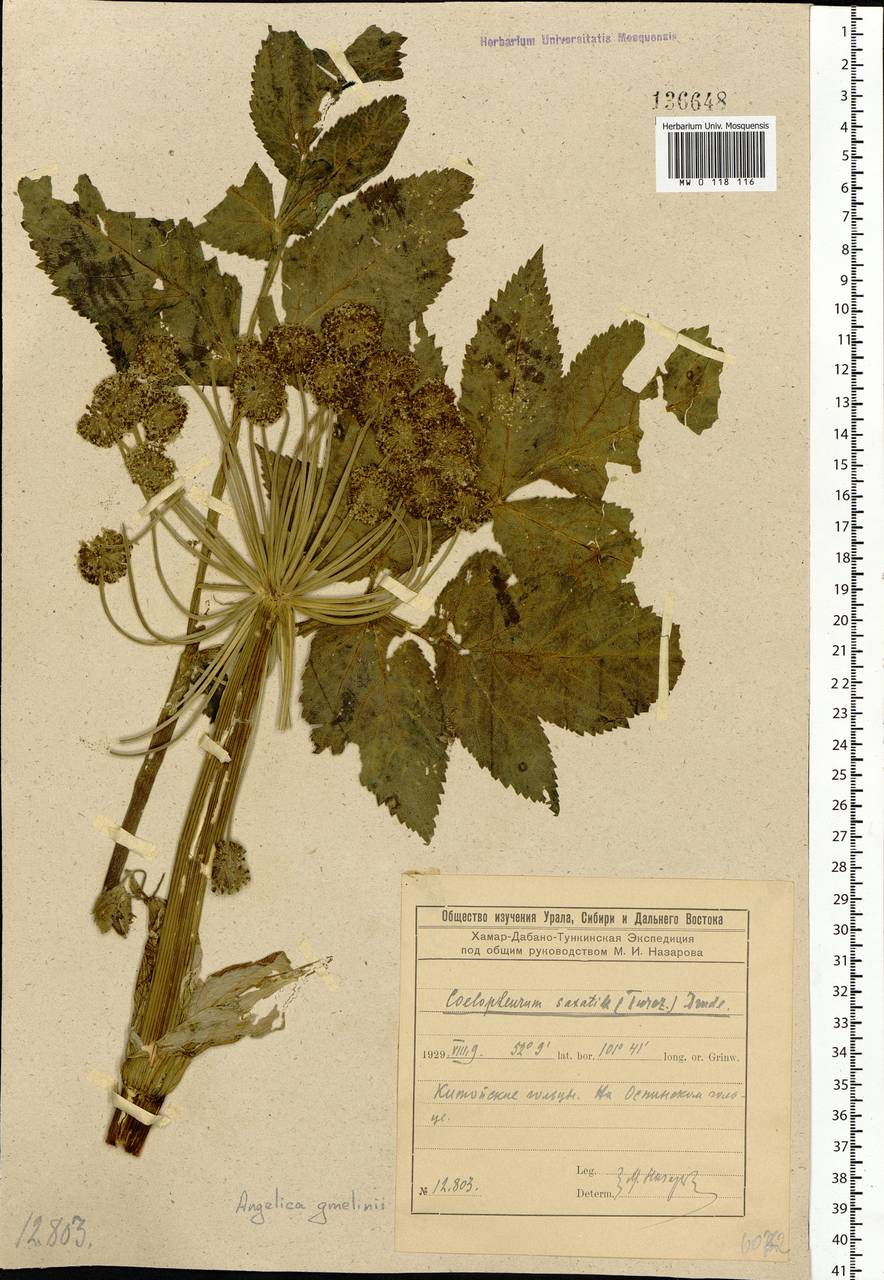 Angelica gmelinii (DC.) Pimenov, Siberia, Baikal & Transbaikal region (S4) (Russia)