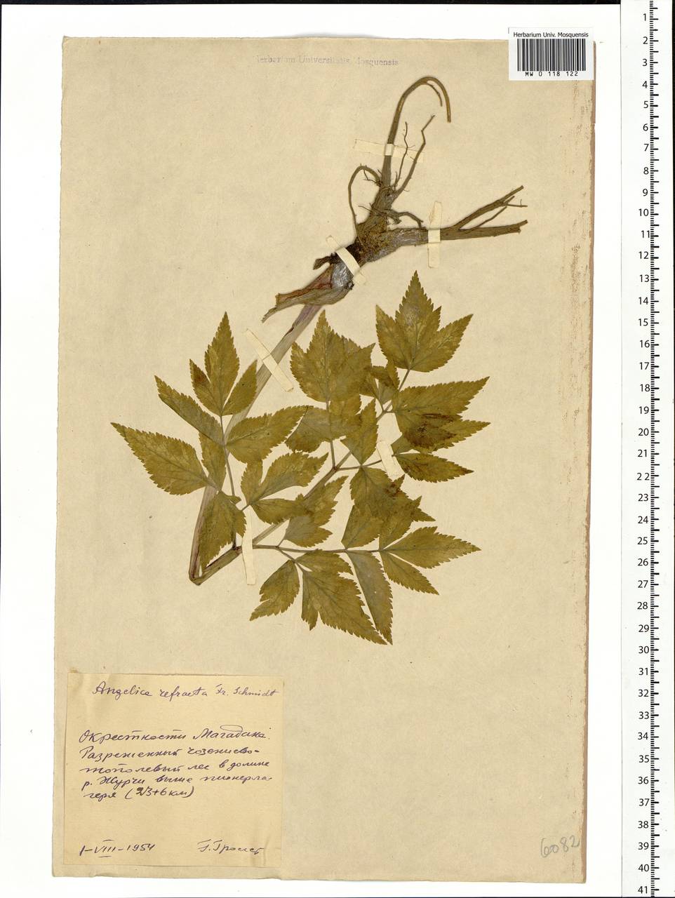 Angelica genuflexa Nutt., Siberia, Chukotka & Kamchatka (S7) (Russia)