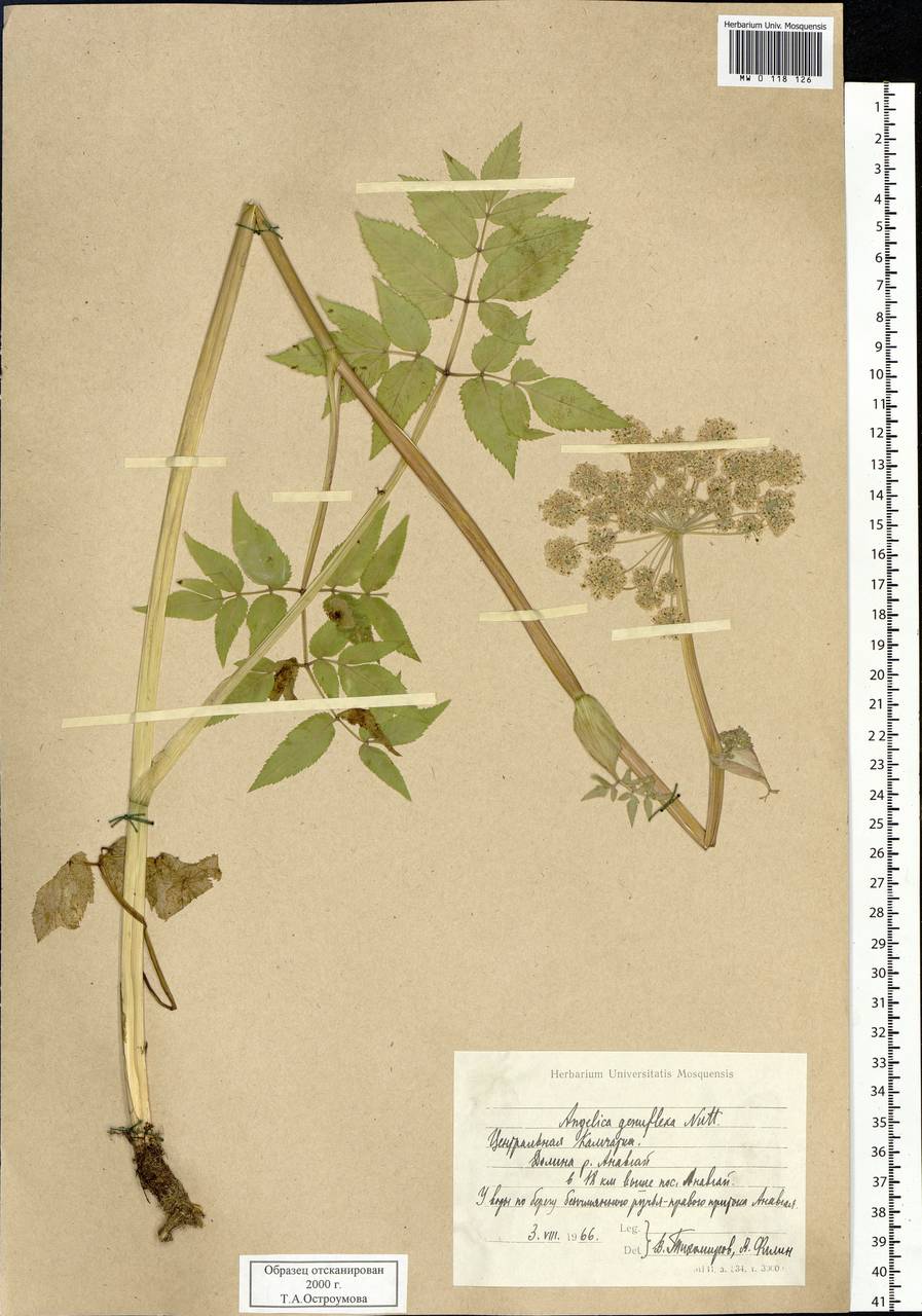 Angelica genuflexa Nutt. ex Torr. & A. Gray, Siberia, Chukotka & Kamchatka (S7) (Russia)