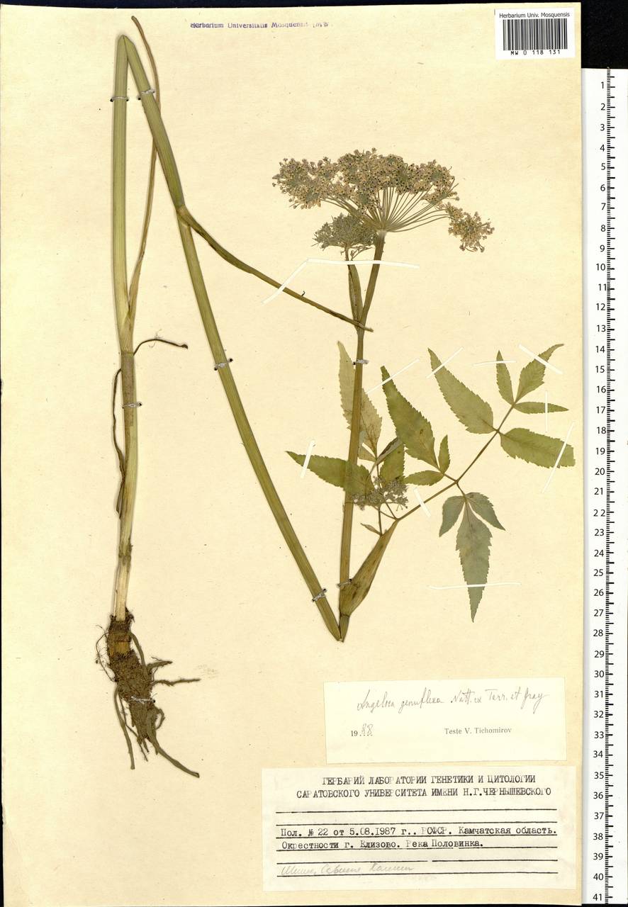 Angelica genuflexa Nutt. ex Torr. & A. Gray, Siberia, Chukotka & Kamchatka (S7) (Russia)
