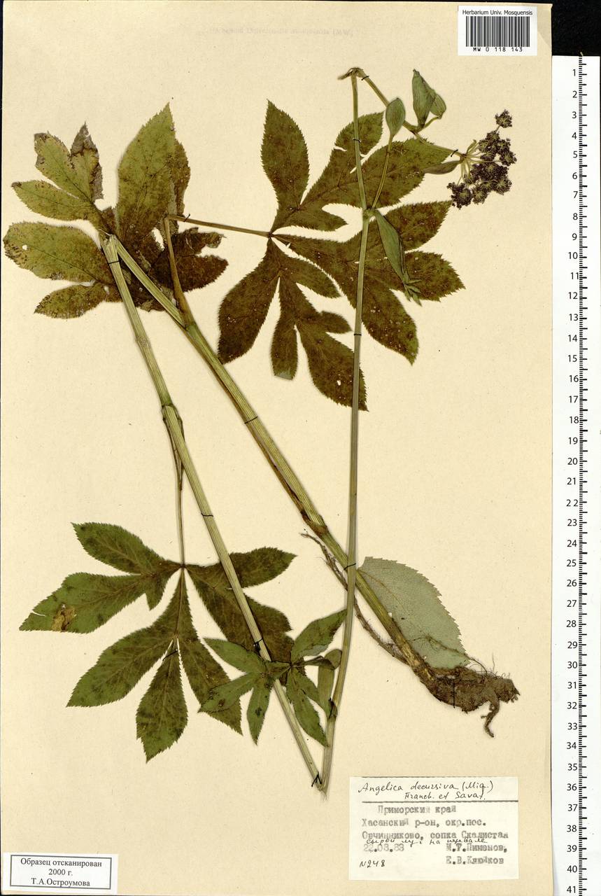 Halosciastrum melanotilingia (H. Boissieu) Pimenov & V. N. Tikhom., Siberia, Russian Far East (S6) (Russia)