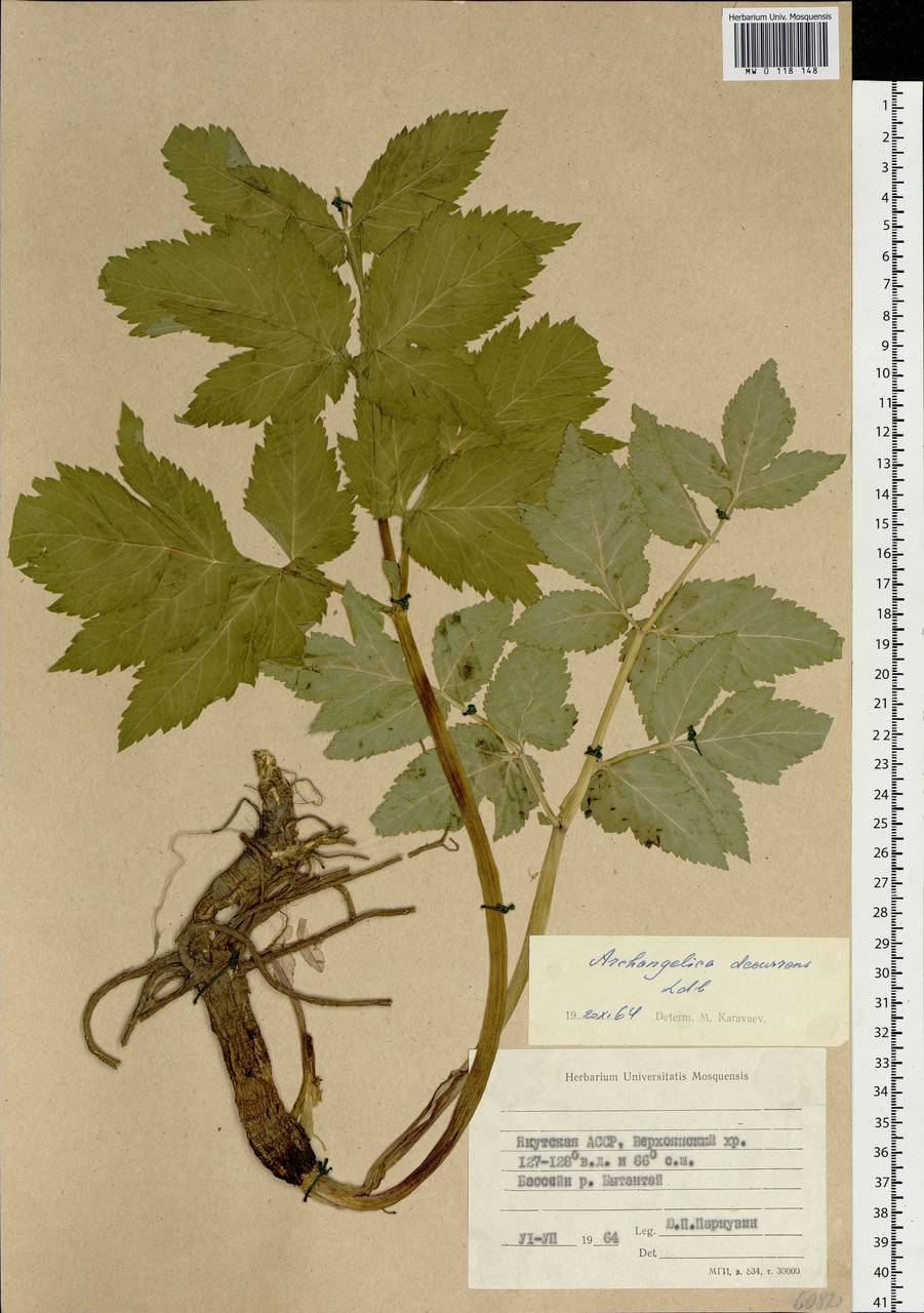 Angelica decurrens (Ledeb.) B. Fedtsch., Siberia, Yakutia (S5) (Russia)