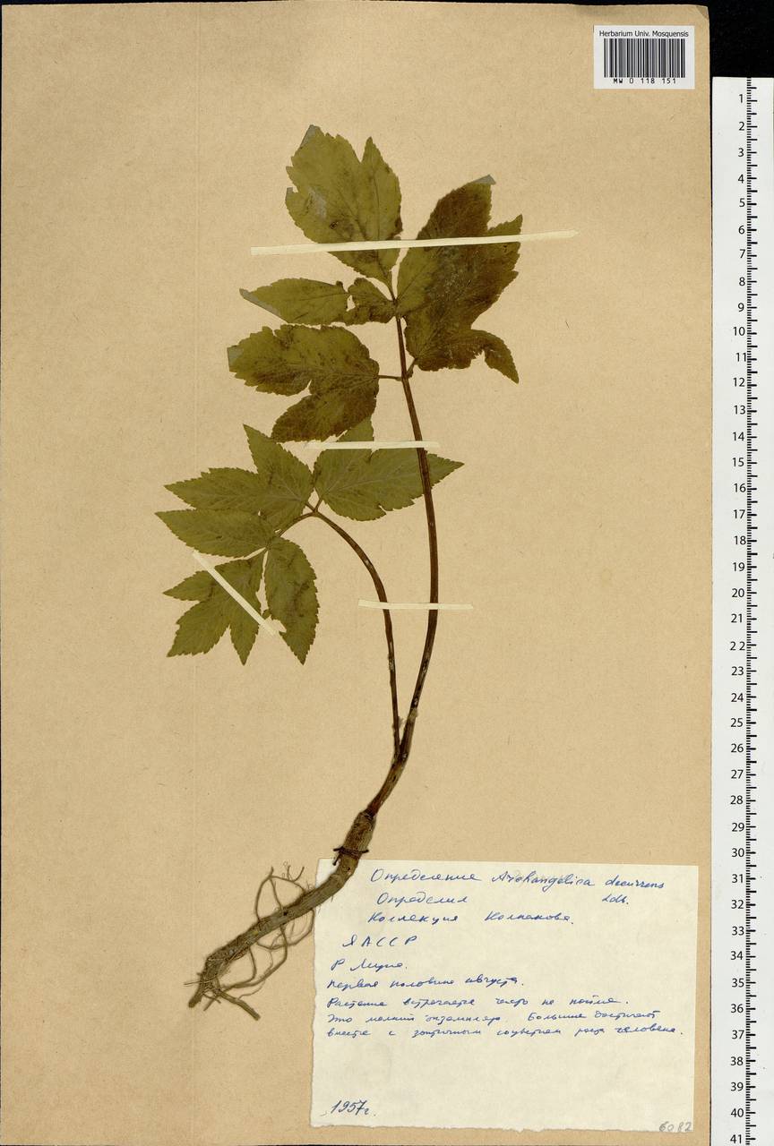 Angelica decurrens (Ledeb.) B.Fedtsch., Siberia, Yakutia (S5) (Russia)