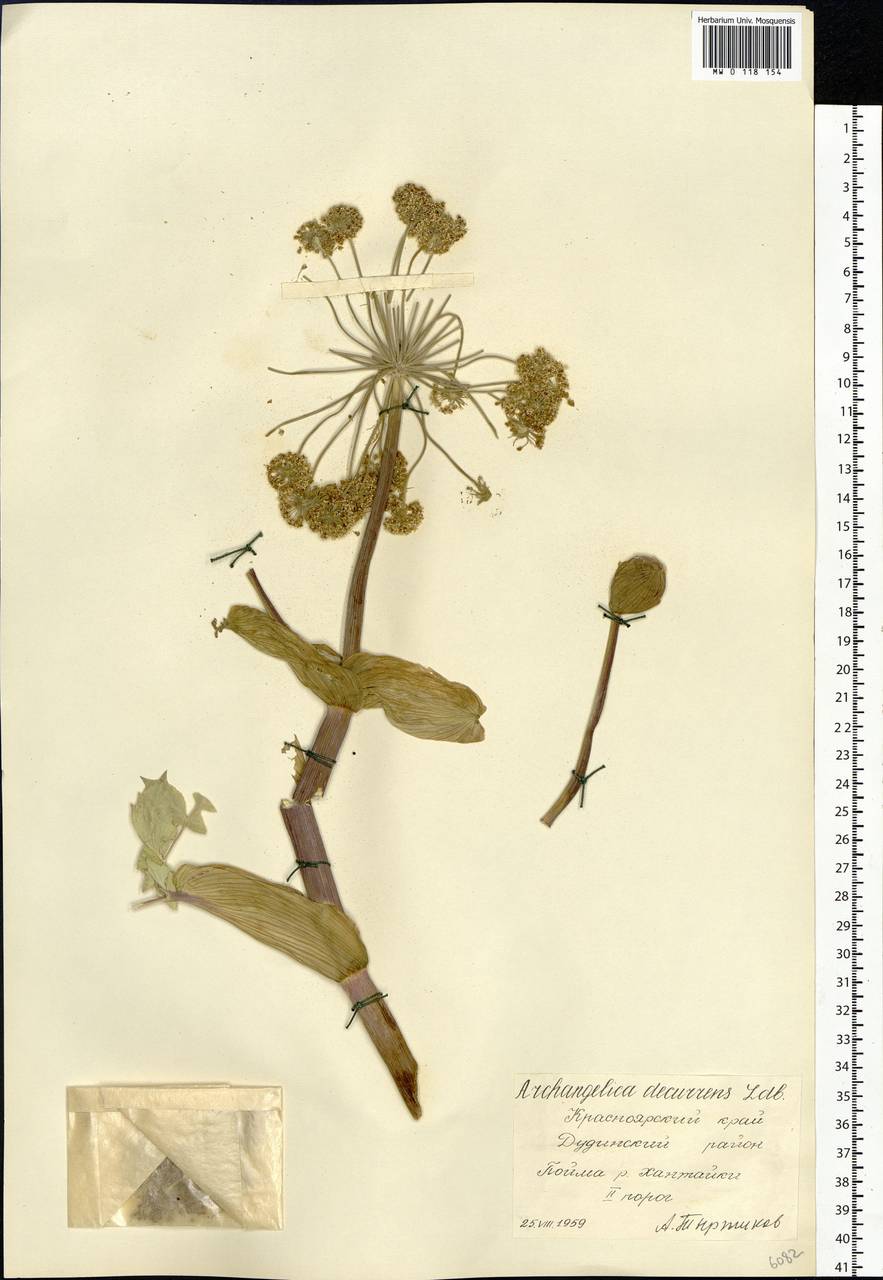 Angelica decurrens (Ledeb.) B.Fedtsch., Siberia, Central Siberia (S3) (Russia)