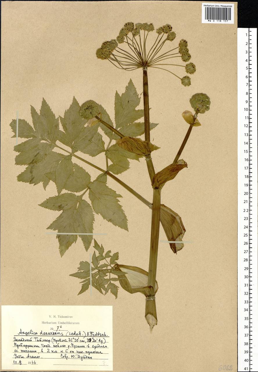 Angelica decurrens (Ledeb.) B.Fedtsch., Siberia, Central Siberia (S3) (Russia)