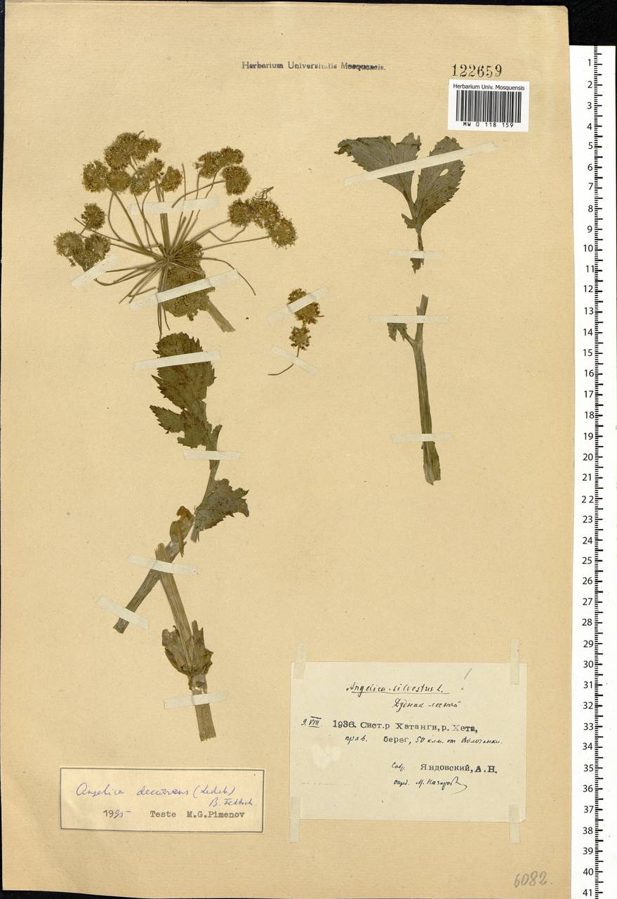 Angelica decurrens (Ledeb.) B.Fedtsch., Siberia, Central Siberia (S3) (Russia)