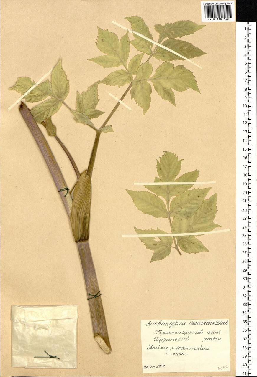 Angelica decurrens (Ledeb.) B.Fedtsch., Siberia, Central Siberia (S3) (Russia)