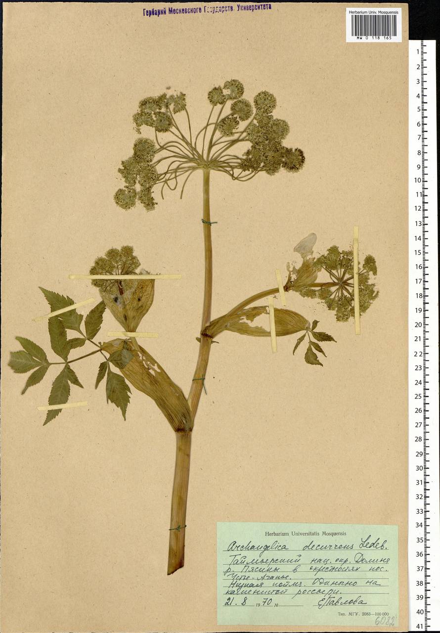 Angelica decurrens (Ledeb.) B.Fedtsch., Siberia, Central Siberia (S3) (Russia)