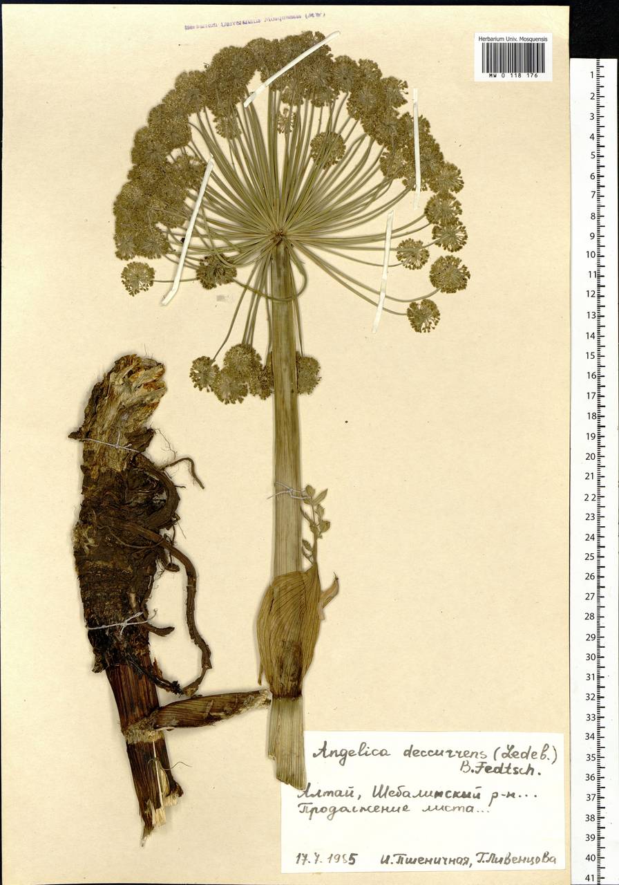 Angelica decurrens (Ledeb.) B.Fedtsch., Siberia, Altai & Sayany Mountains (S2) (Russia)